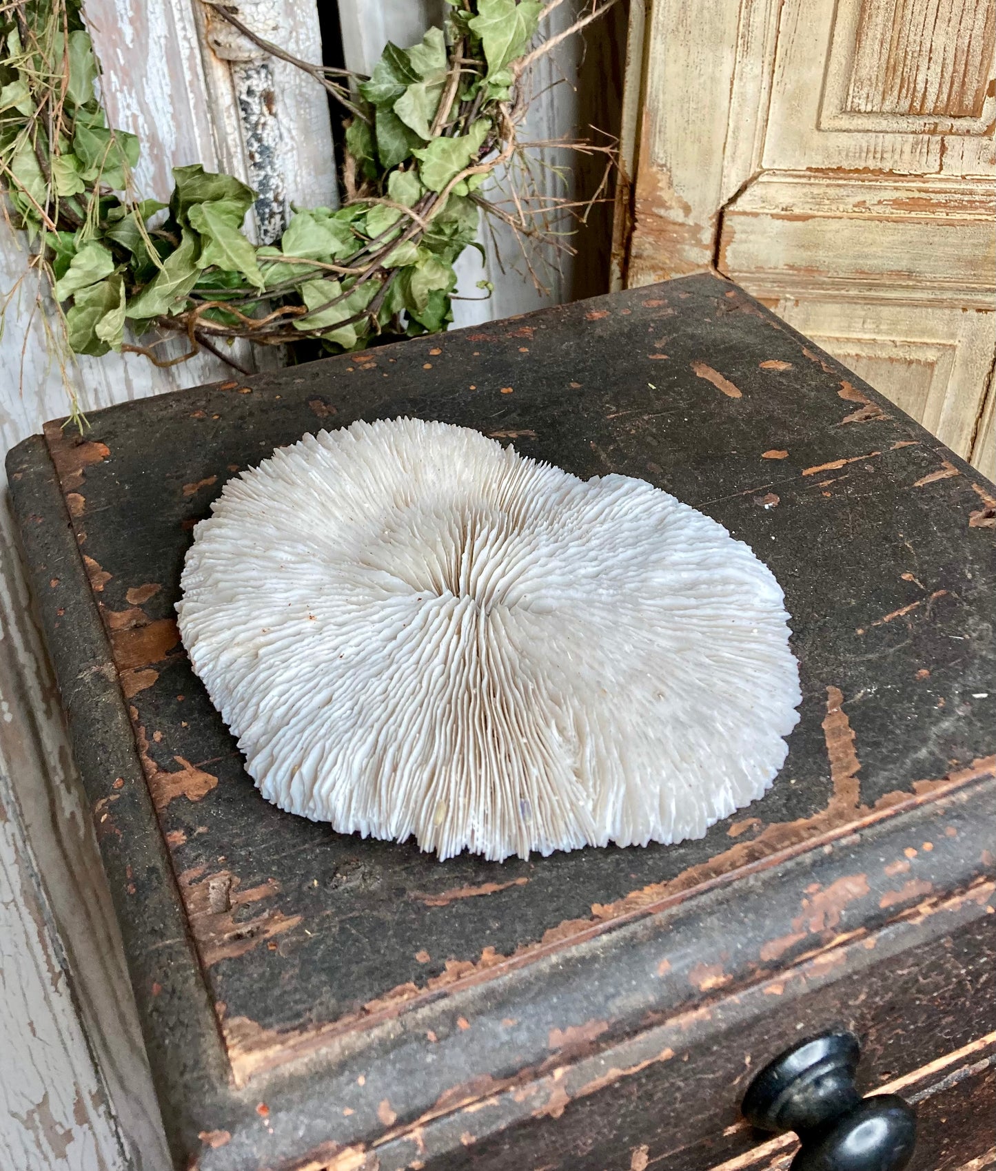 Mushroom coral