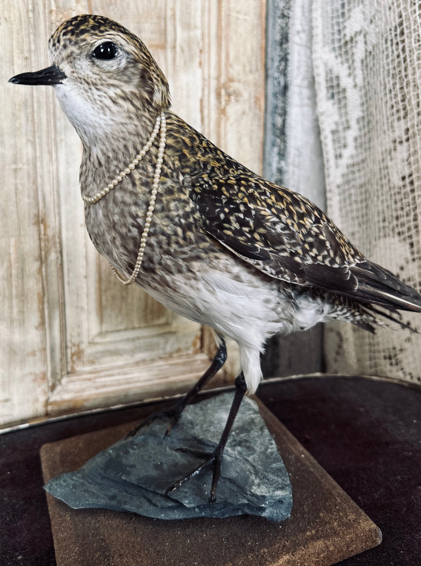 Taxidermy golden plover.