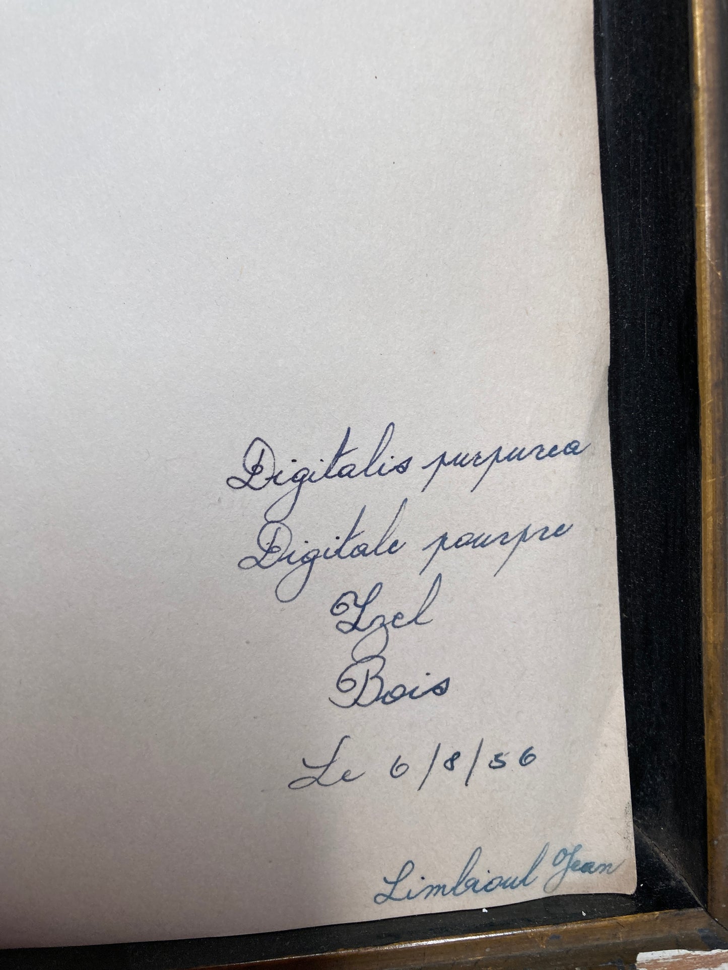 Herbier Digitalis Purpurea