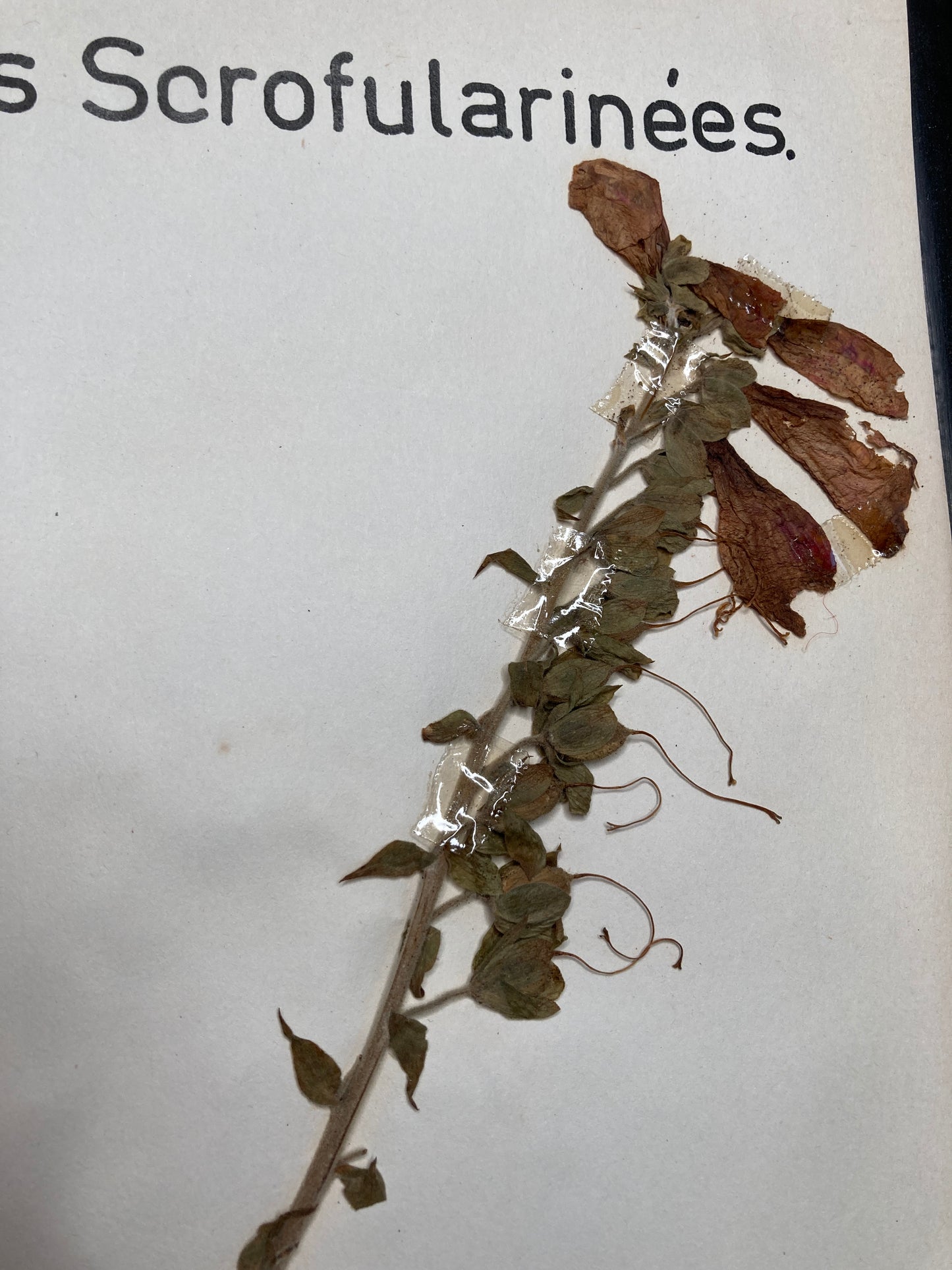 Herbier Digitalis Purpurea