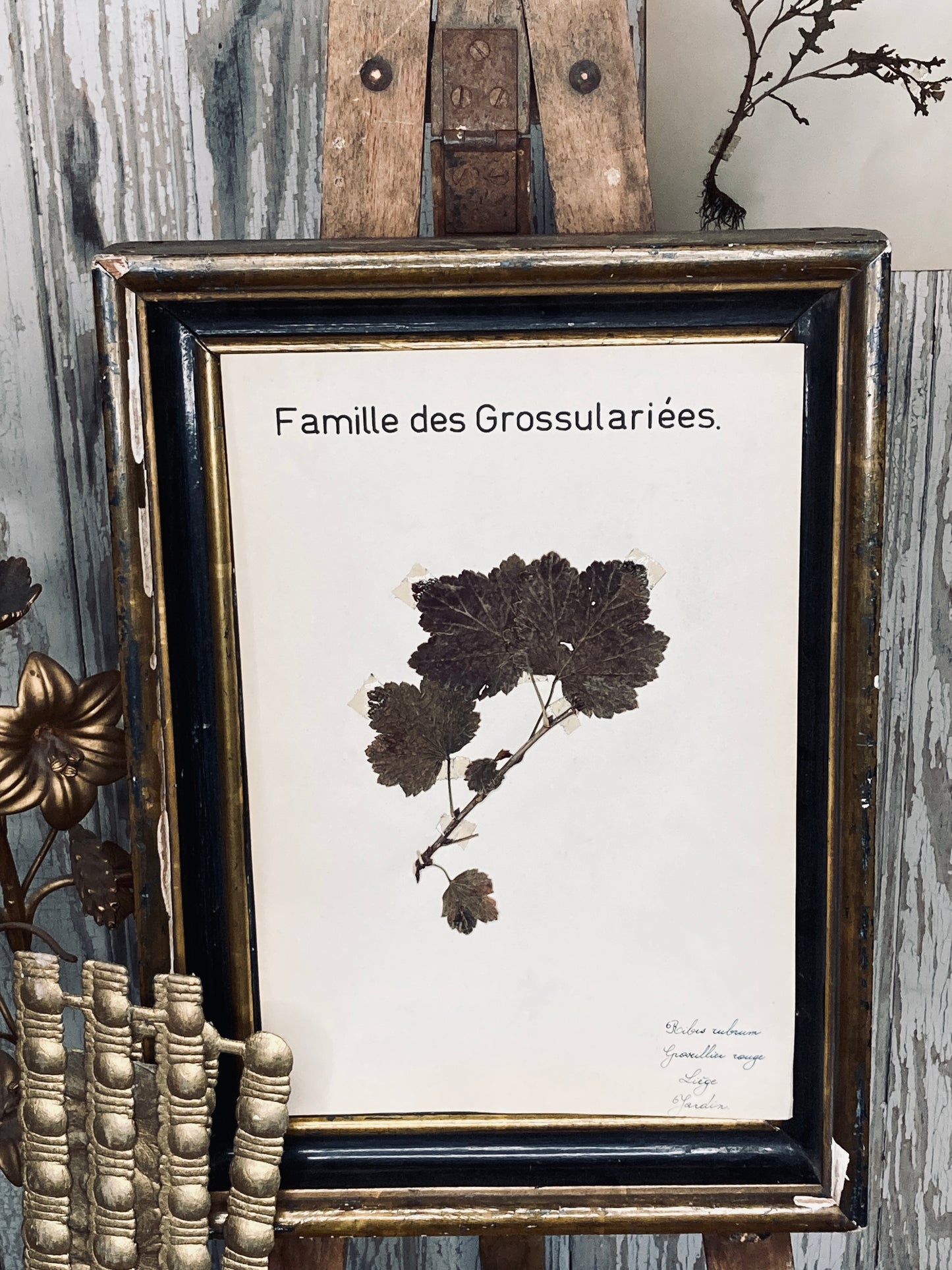 Herbier Famille des Grossulariees