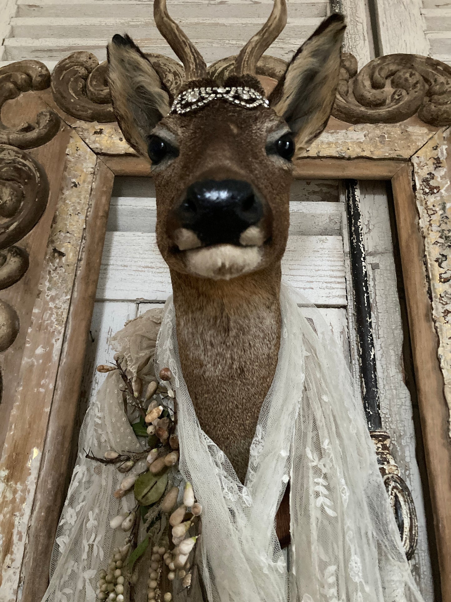 Charming French taxidermy deer.