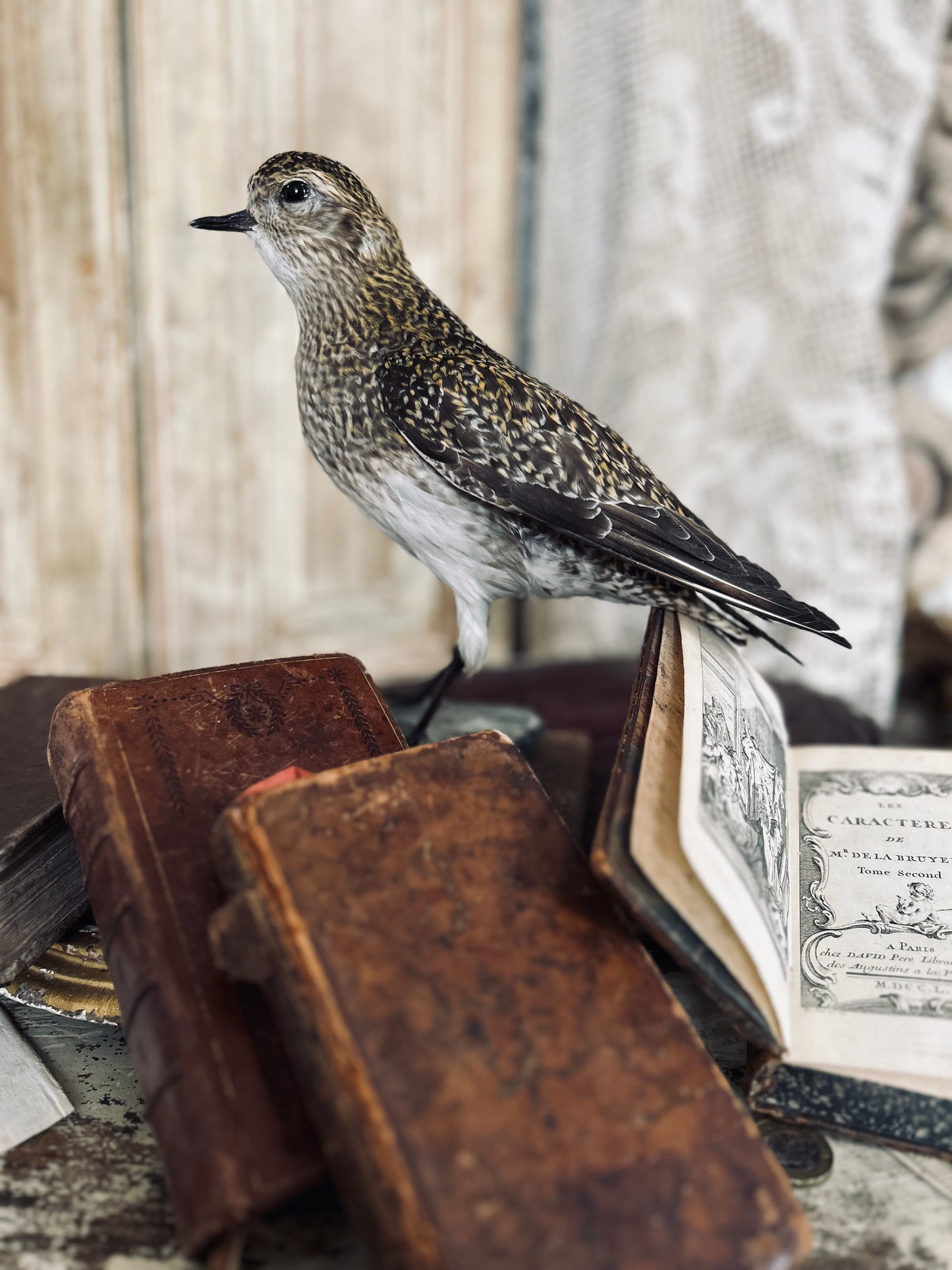 Taxidermy golden plover.