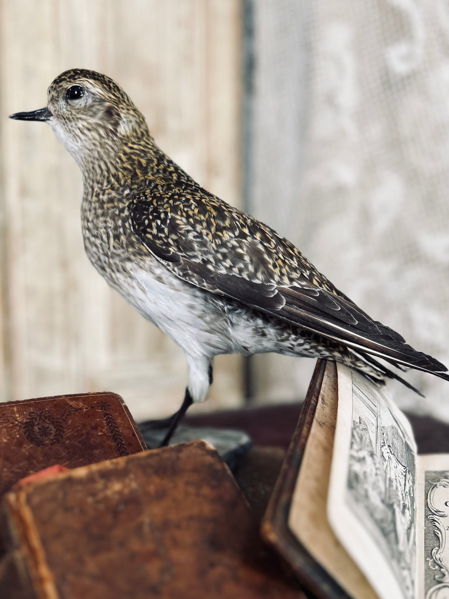 Taxidermy golden plover.