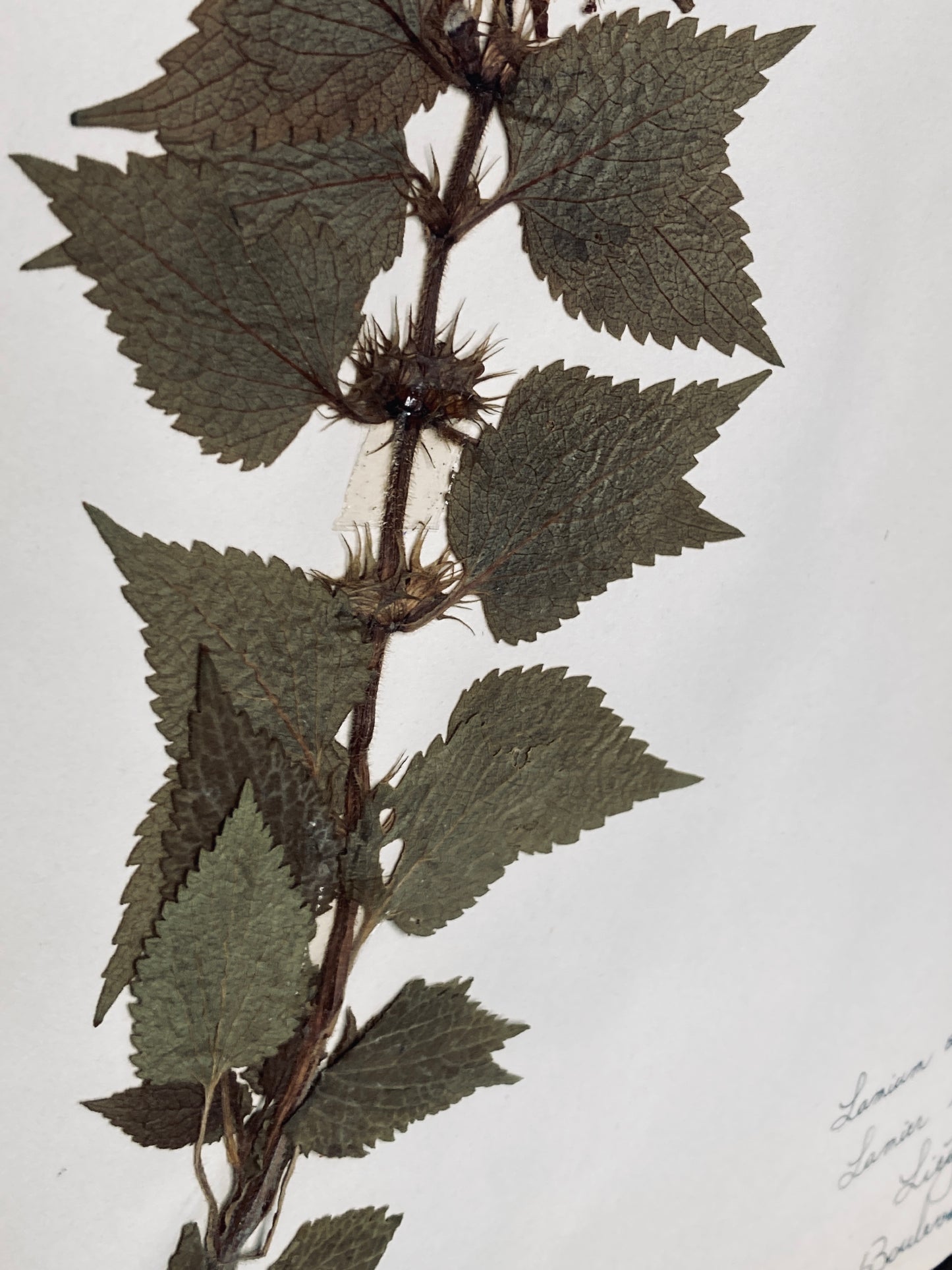 Herbier lamium album