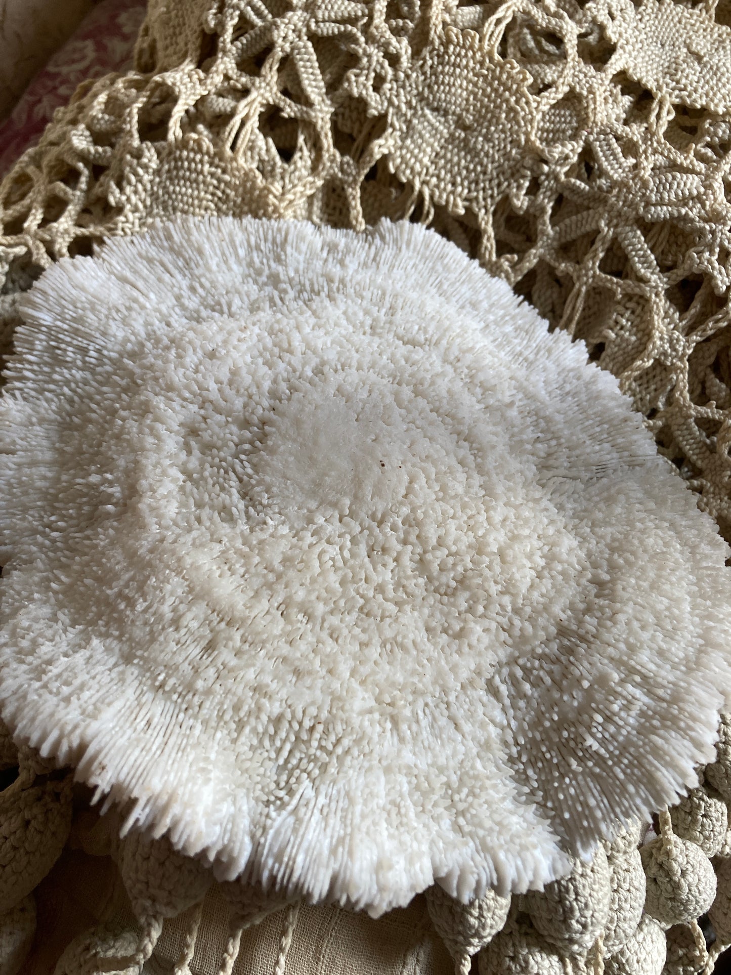 Stunning mushroom coral.