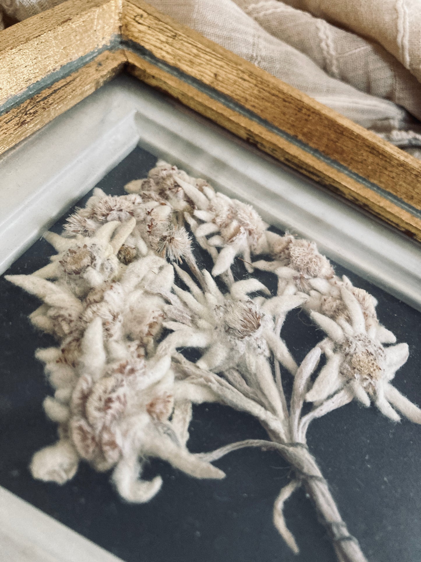 Framed Edelweiss