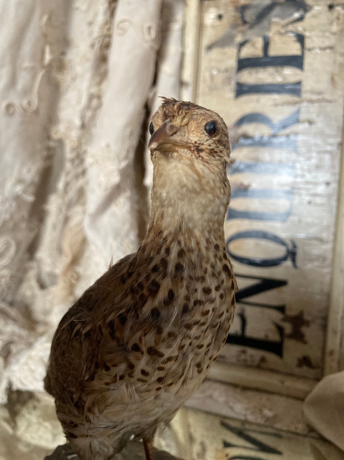 French Taxidermy bird