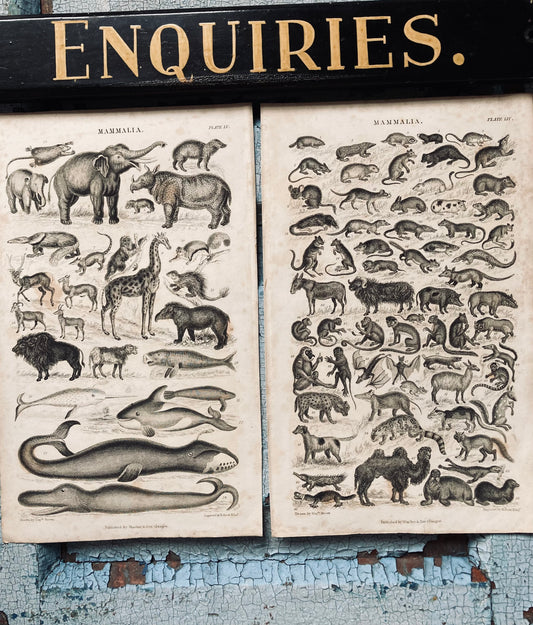 Mammalia engravings - antique book plates