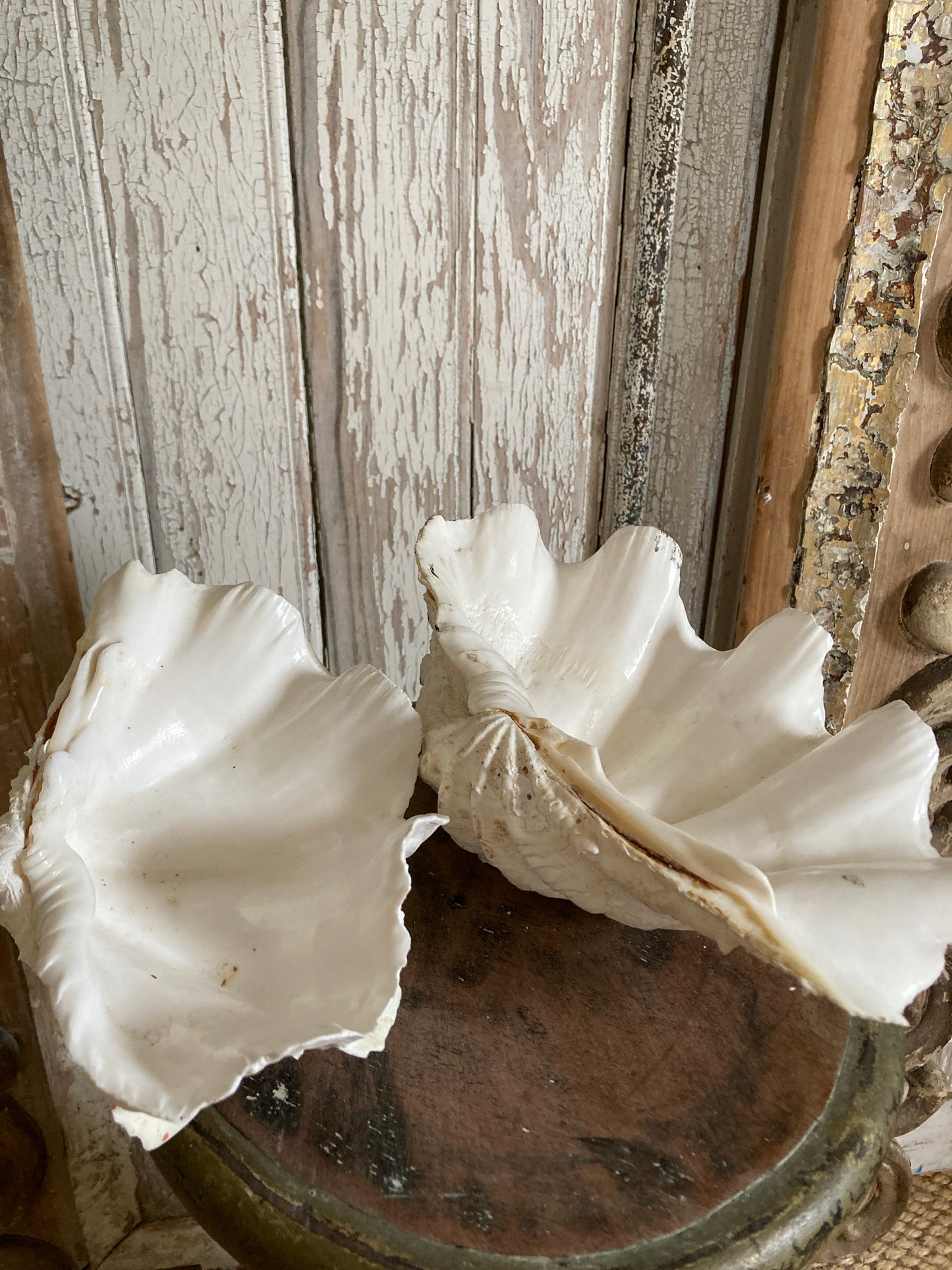 Two large half frilly clam shells