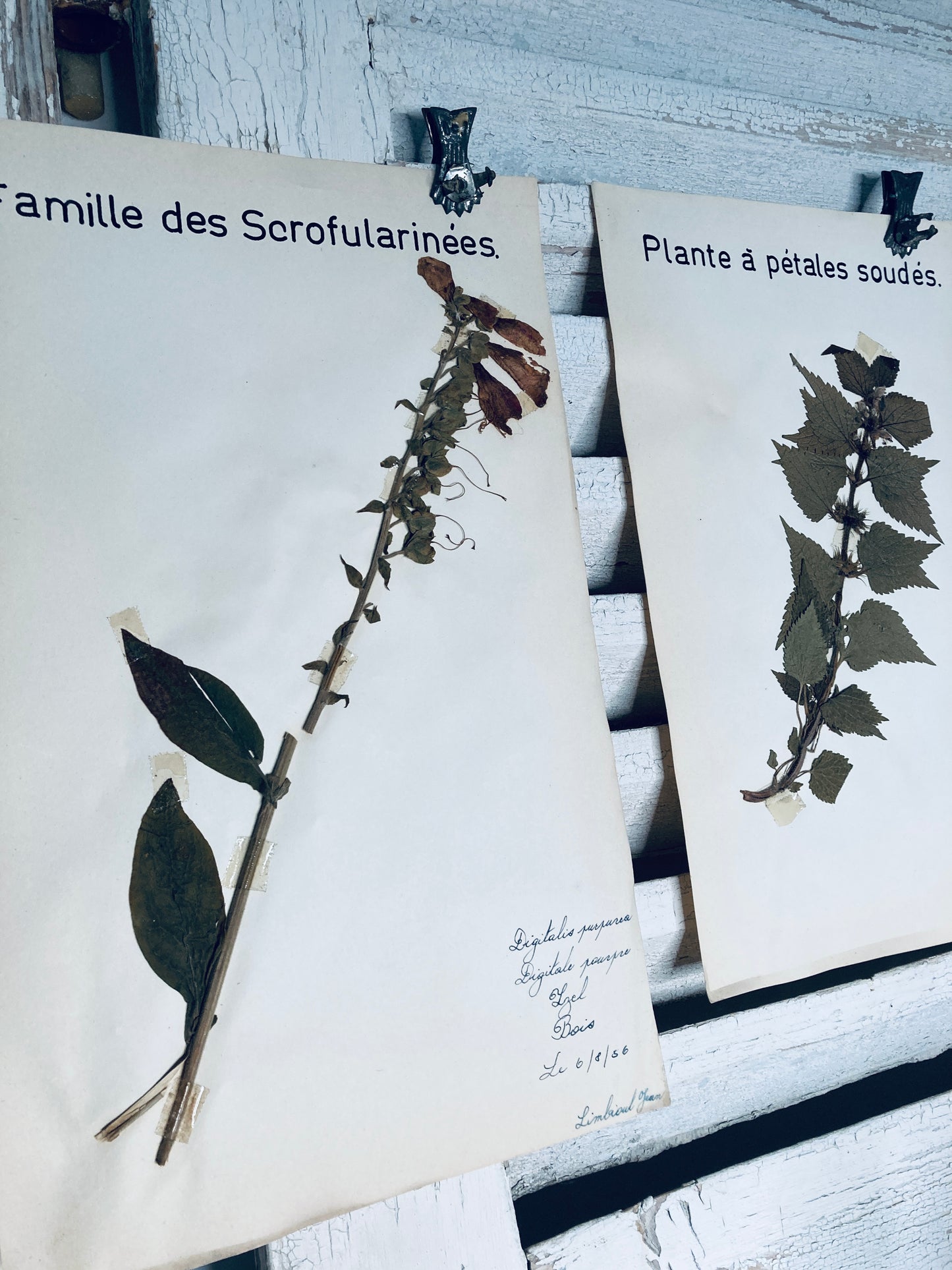 Herbier Digitalis Purpurea