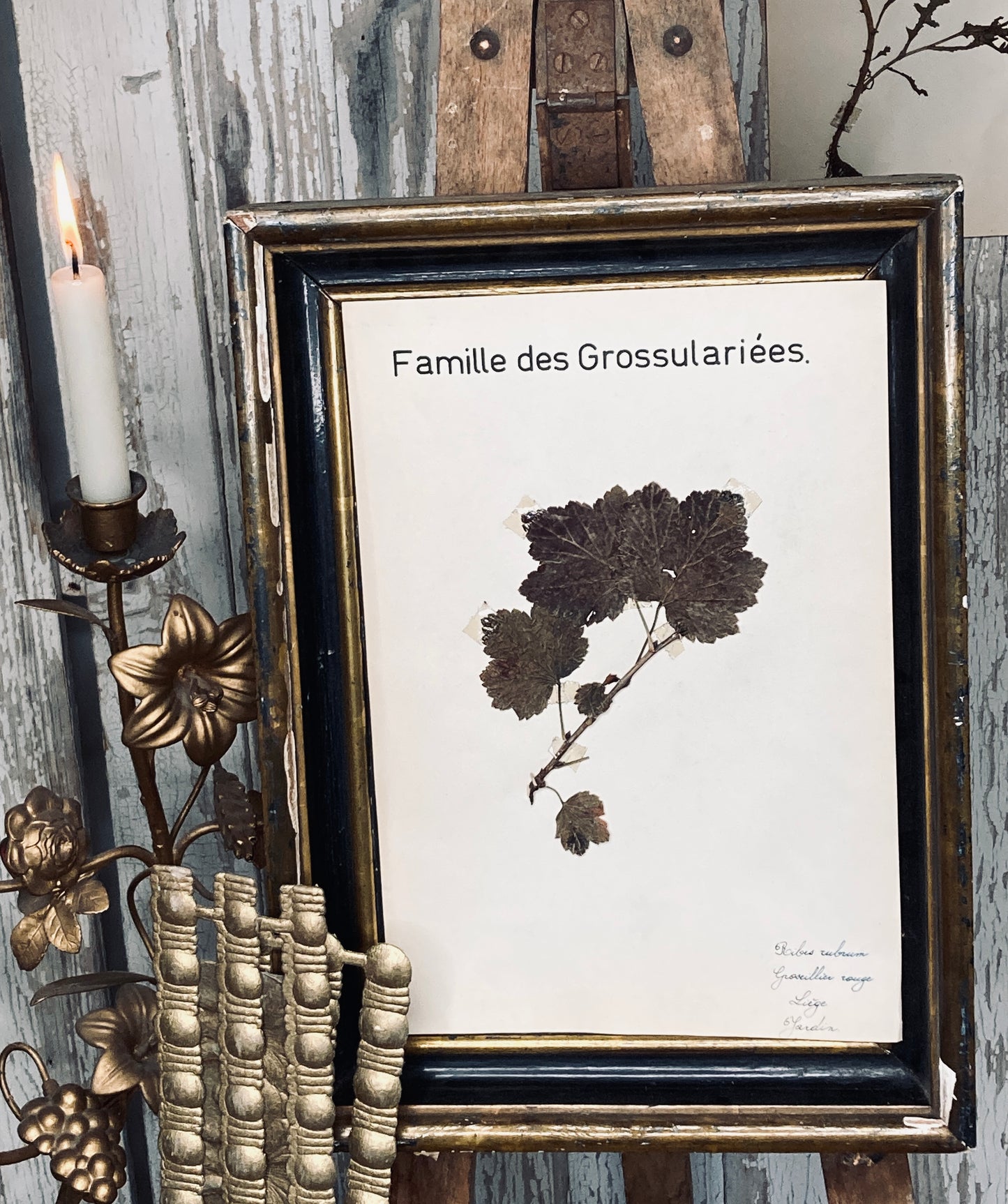 Herbier Famille des Grossulariees