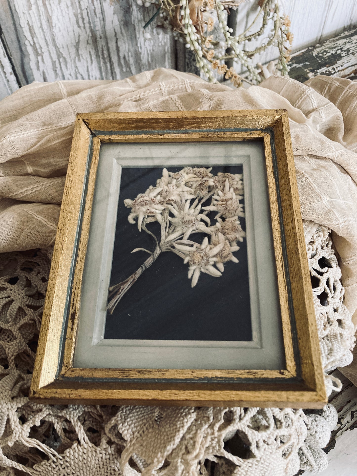 Framed Edelweiss