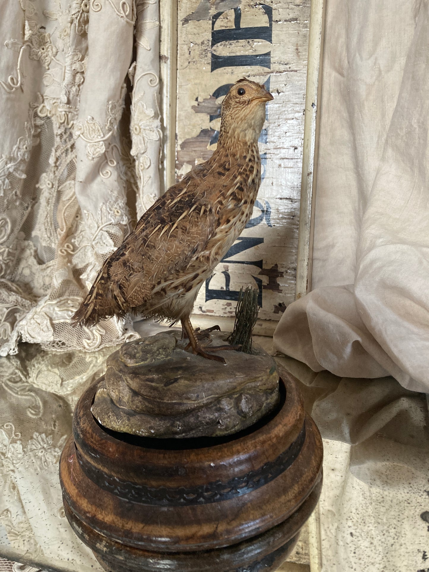 French Taxidermy bird