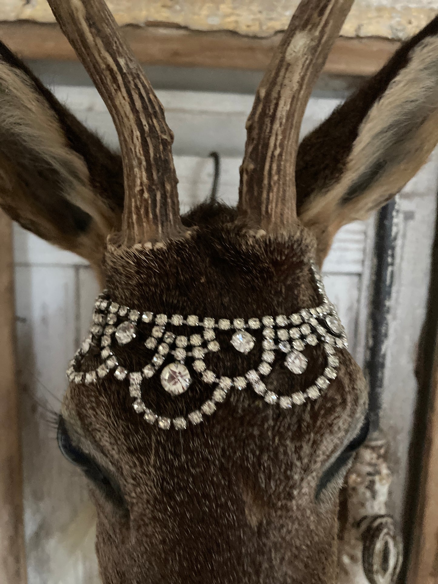 Charming French taxidermy deer.