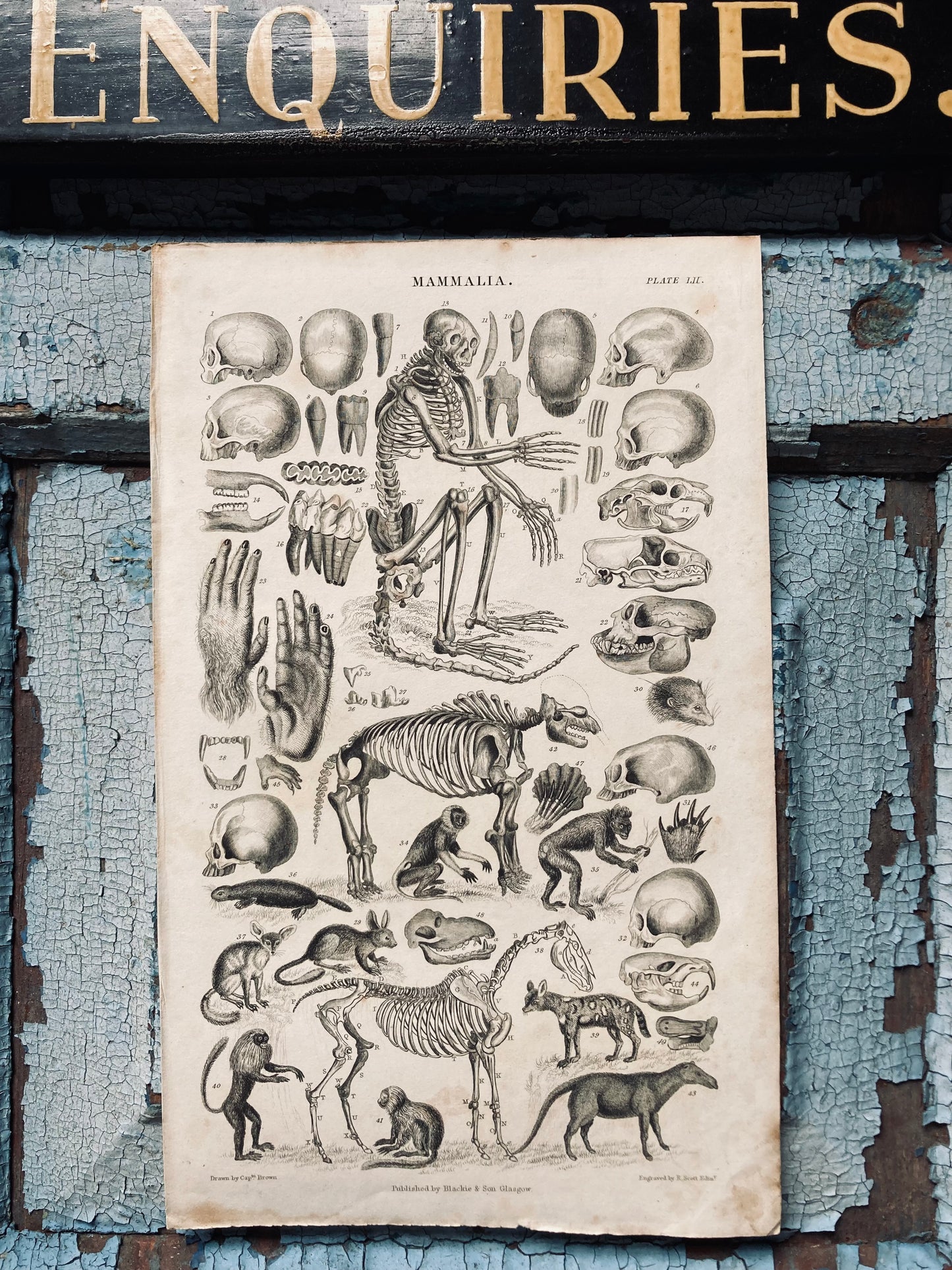 Mammalia plate / engraving.