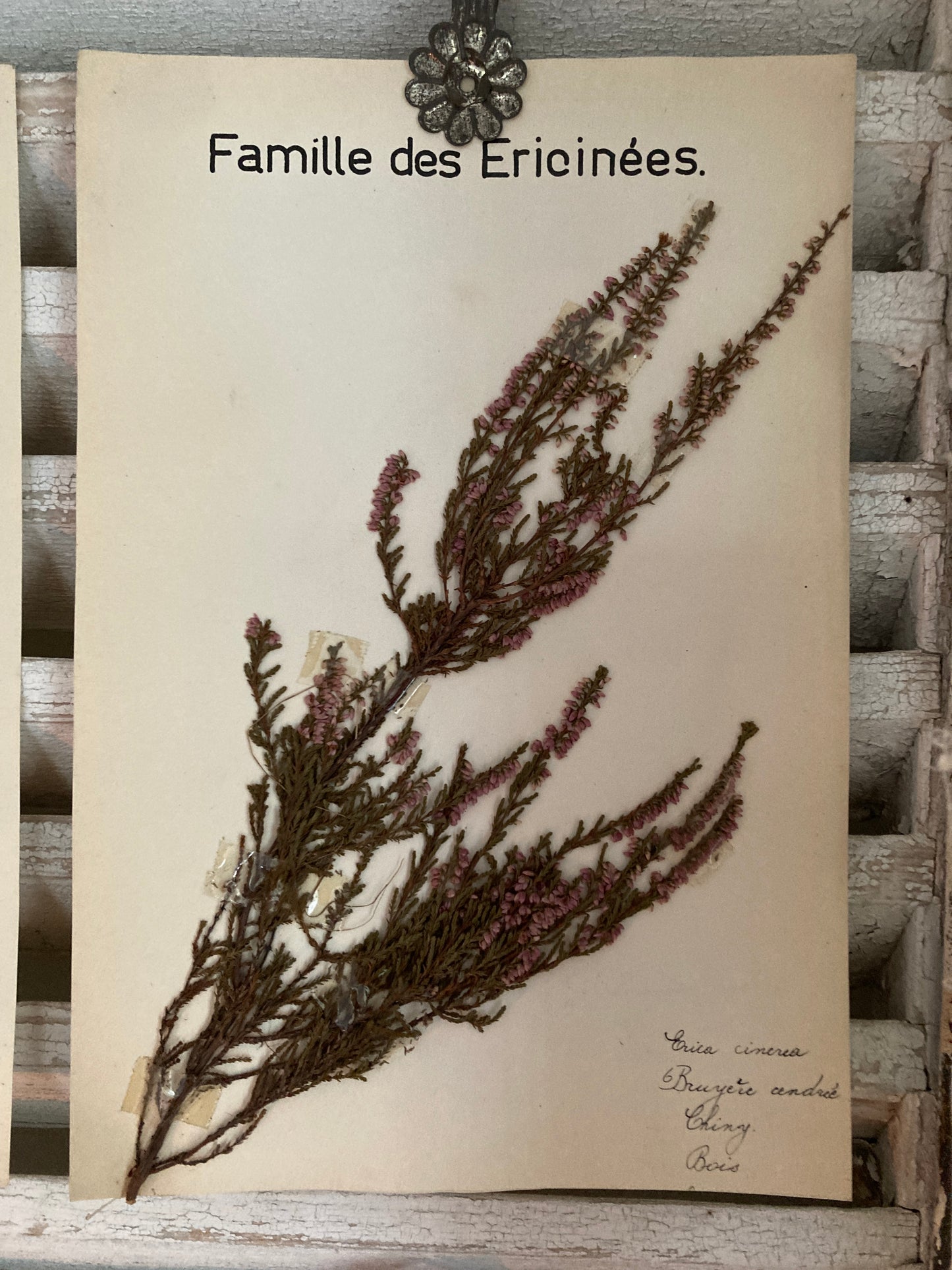 Herbier Famille des Ericinees