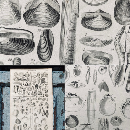 Two conch antique book plates - nineteenth century