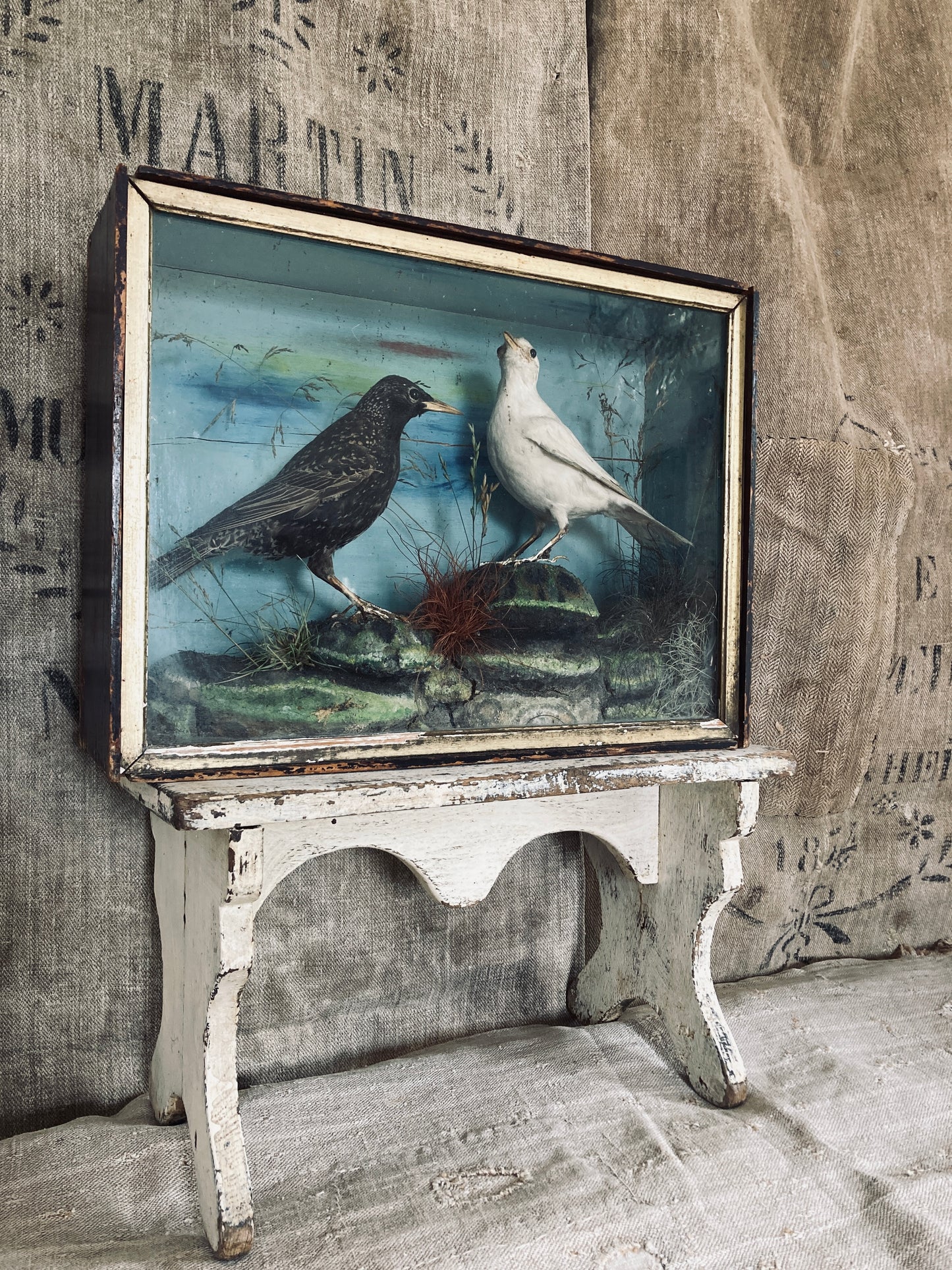 Victorian cased birds
