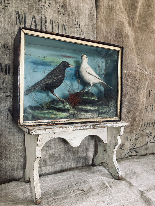 Victorian cased birds