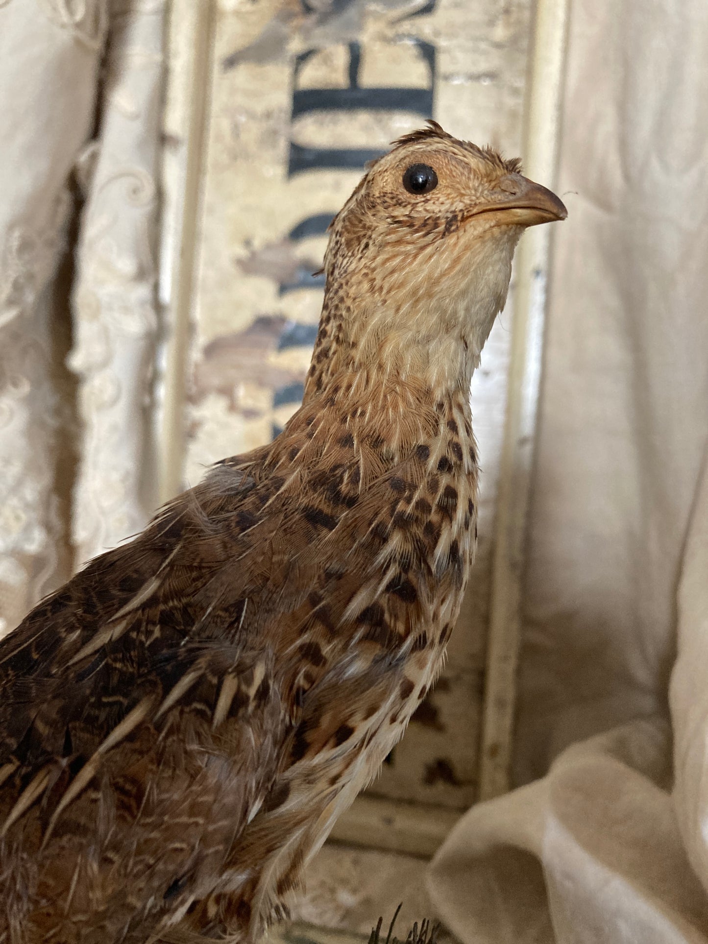 French Taxidermy bird