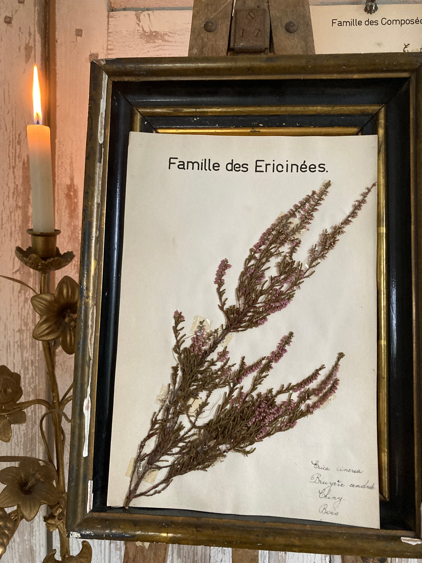 Herbier Famille des Ericinees