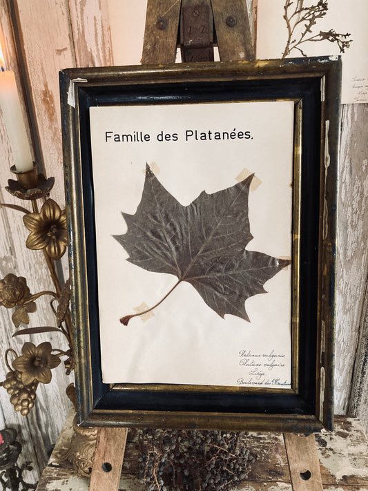 Herbier Platanus Vulgaris