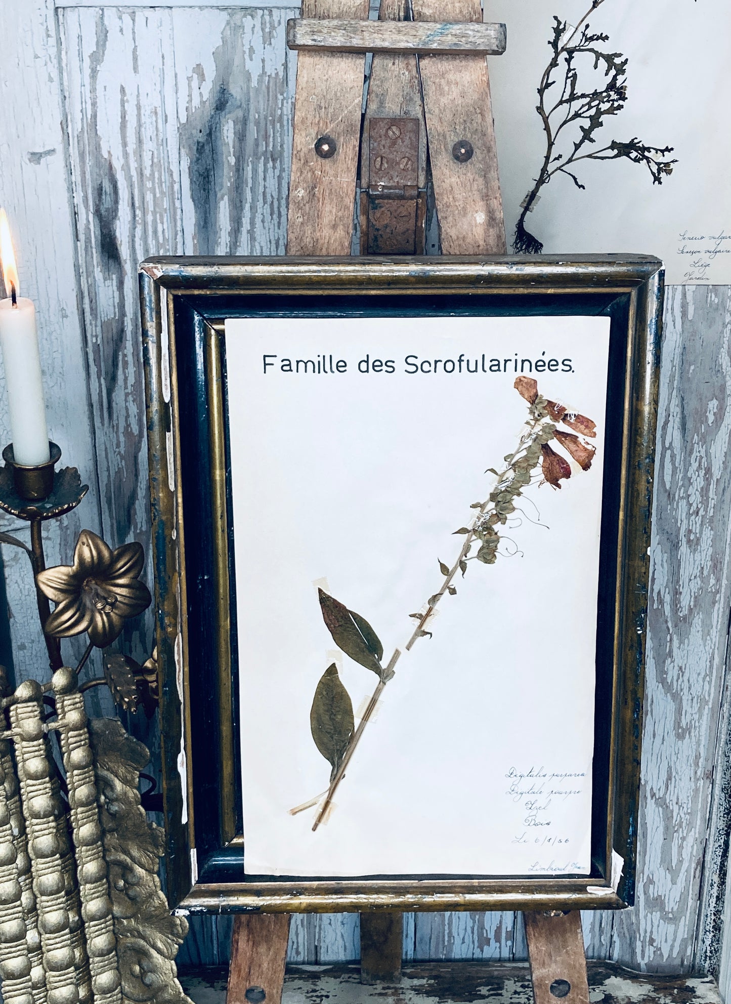 Herbier Digitalis Purpurea