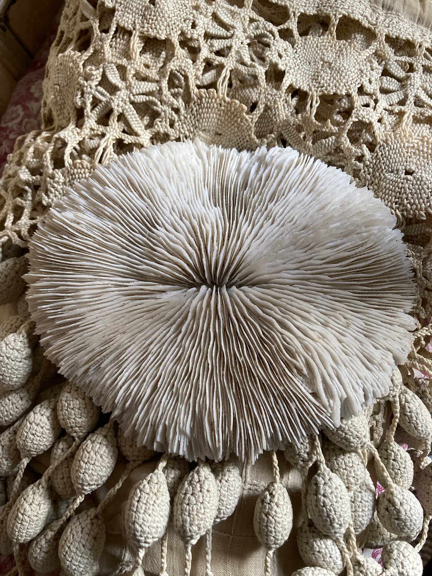 Stunning mushroom coral.