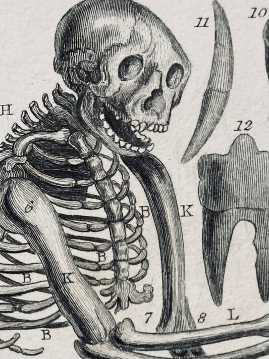 Mammalia plate / engraving.
