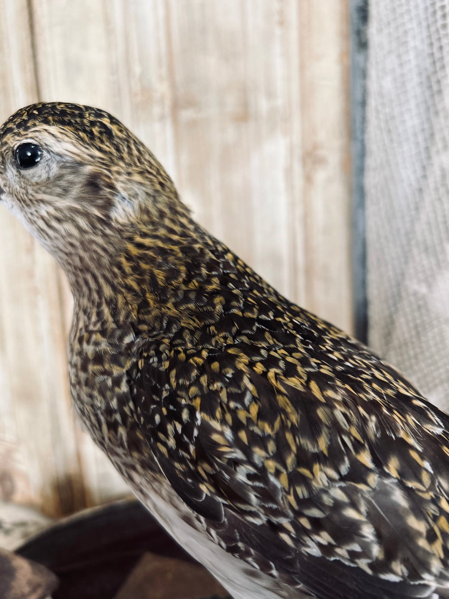 Taxidermy golden plover.