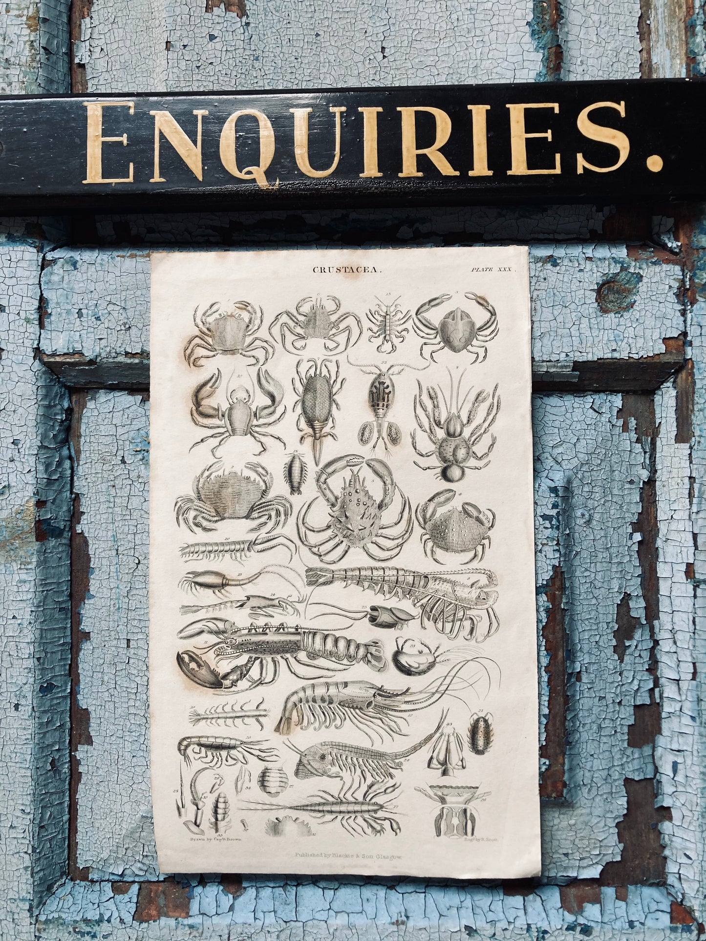Crustacea - antique book plates
