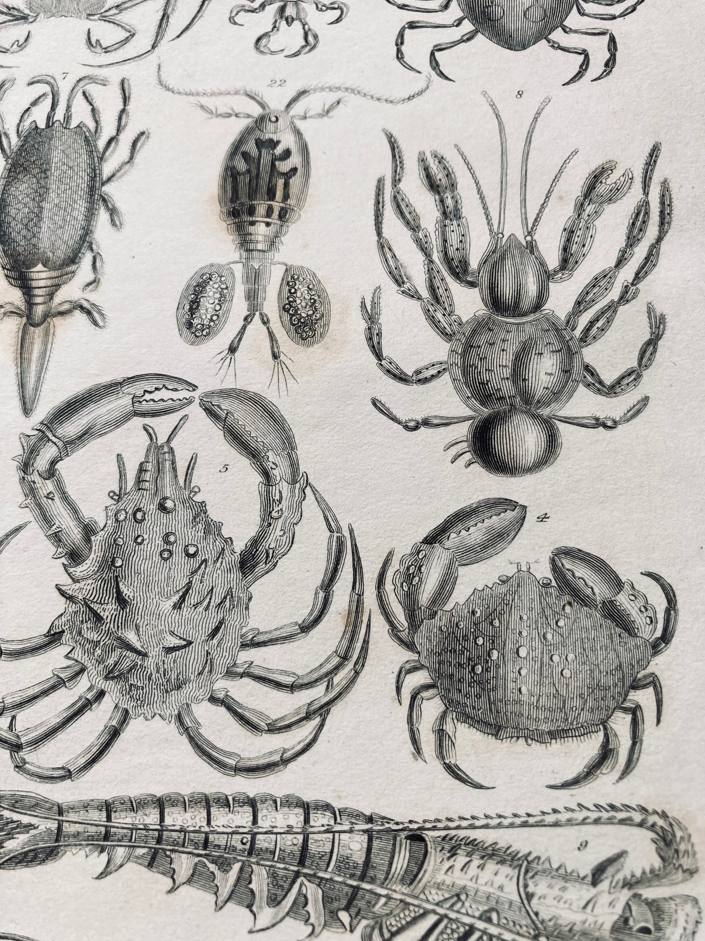 Crustacea - antique book plates