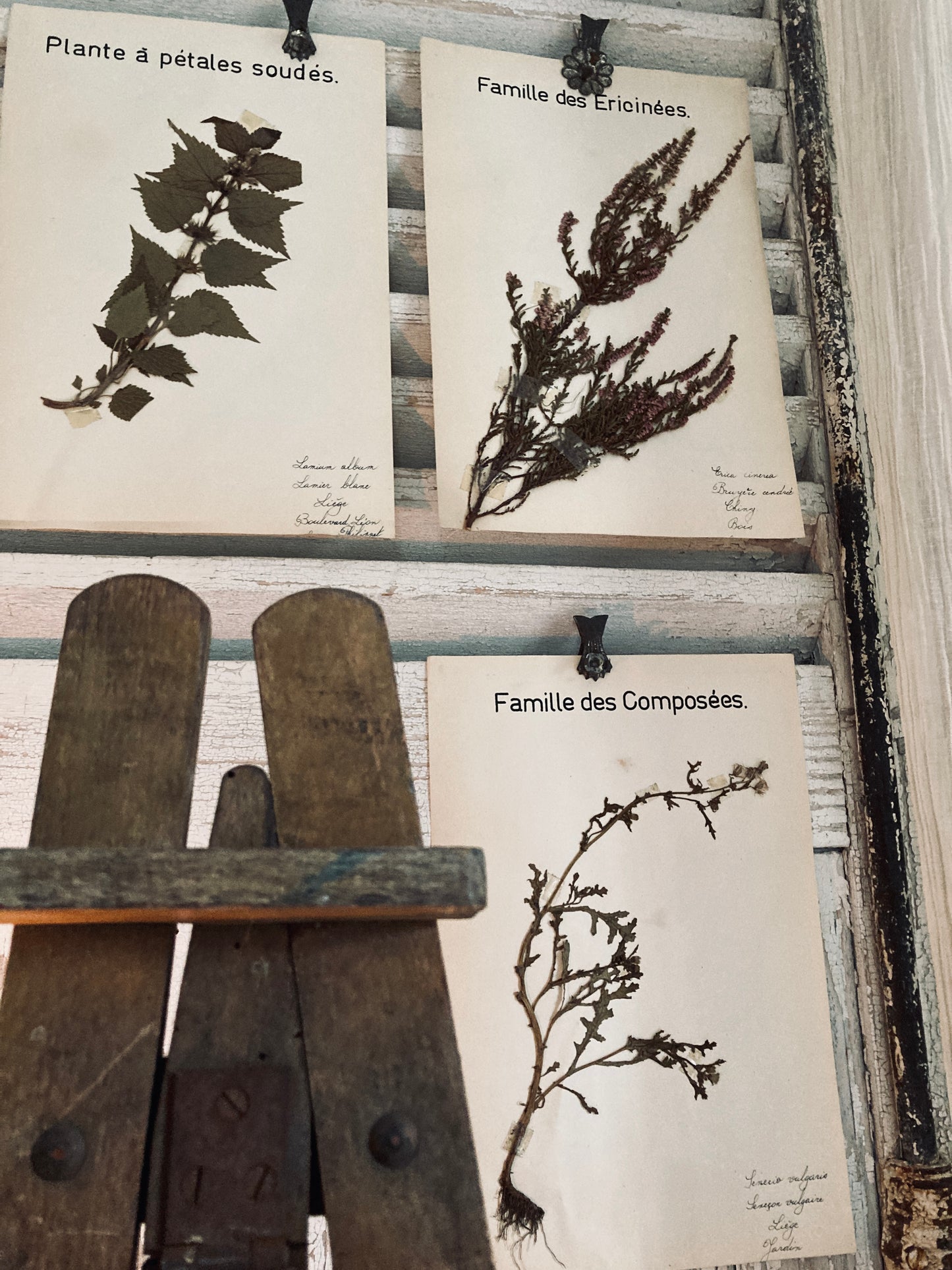 Herbier Famille des Ericinees