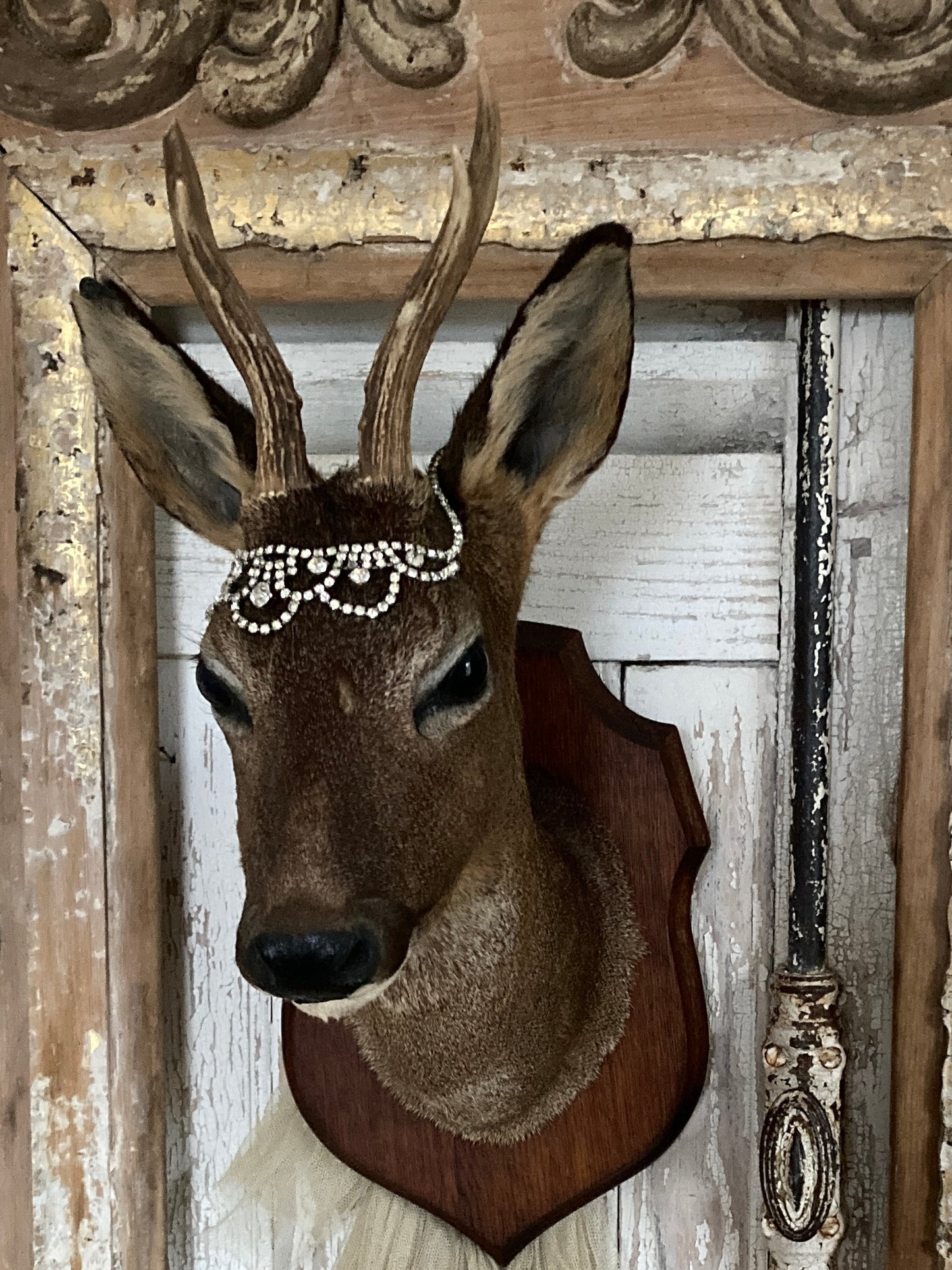 Charming French taxidermy deer.