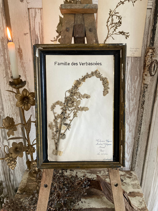 Herbier Verbascum family