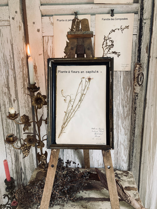 Herbier Plant a fleurs en capitule