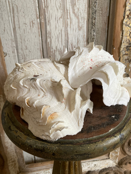 Two large half frilly clam shells