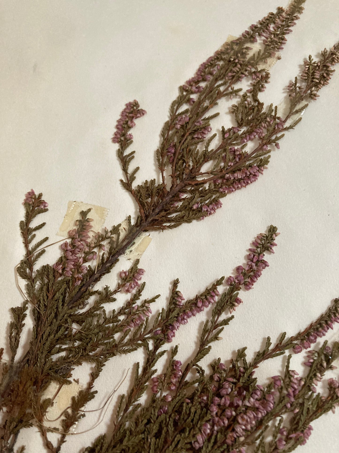 Herbier Famille des Ericinees