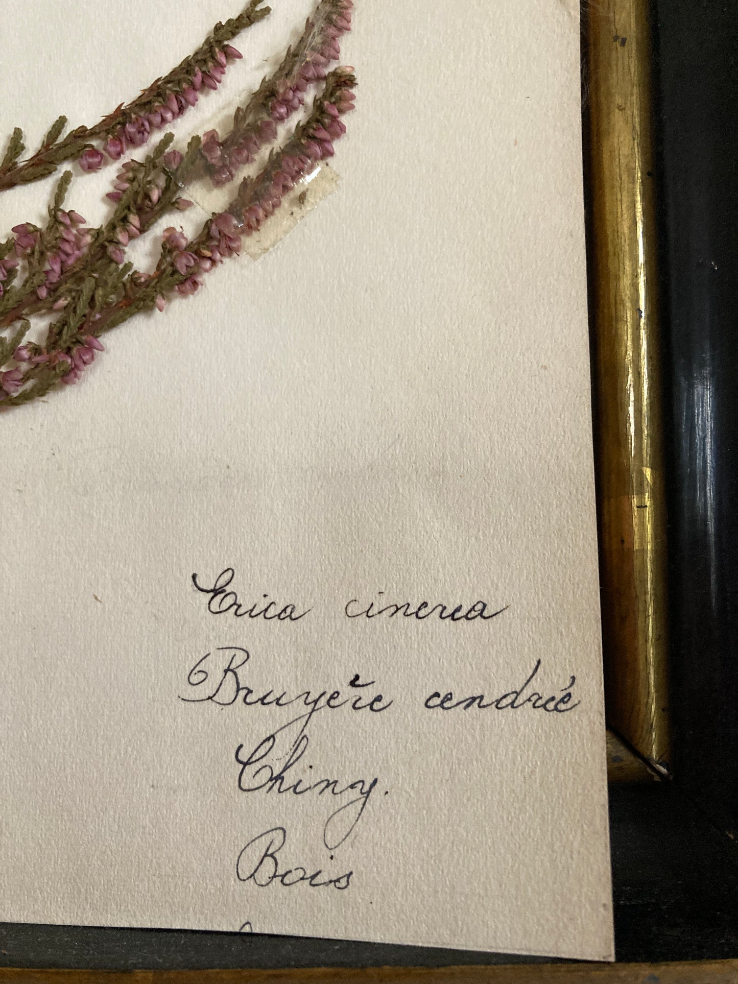 Herbier Famille des Ericinees