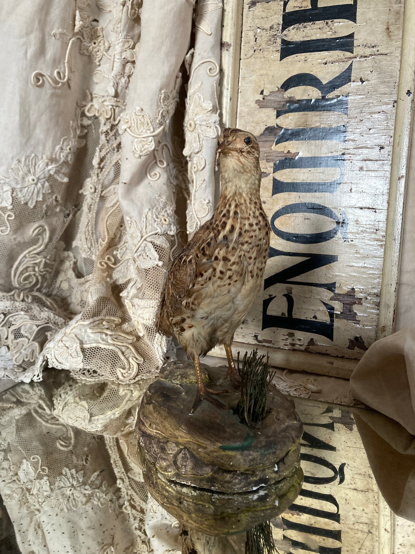 French Taxidermy bird