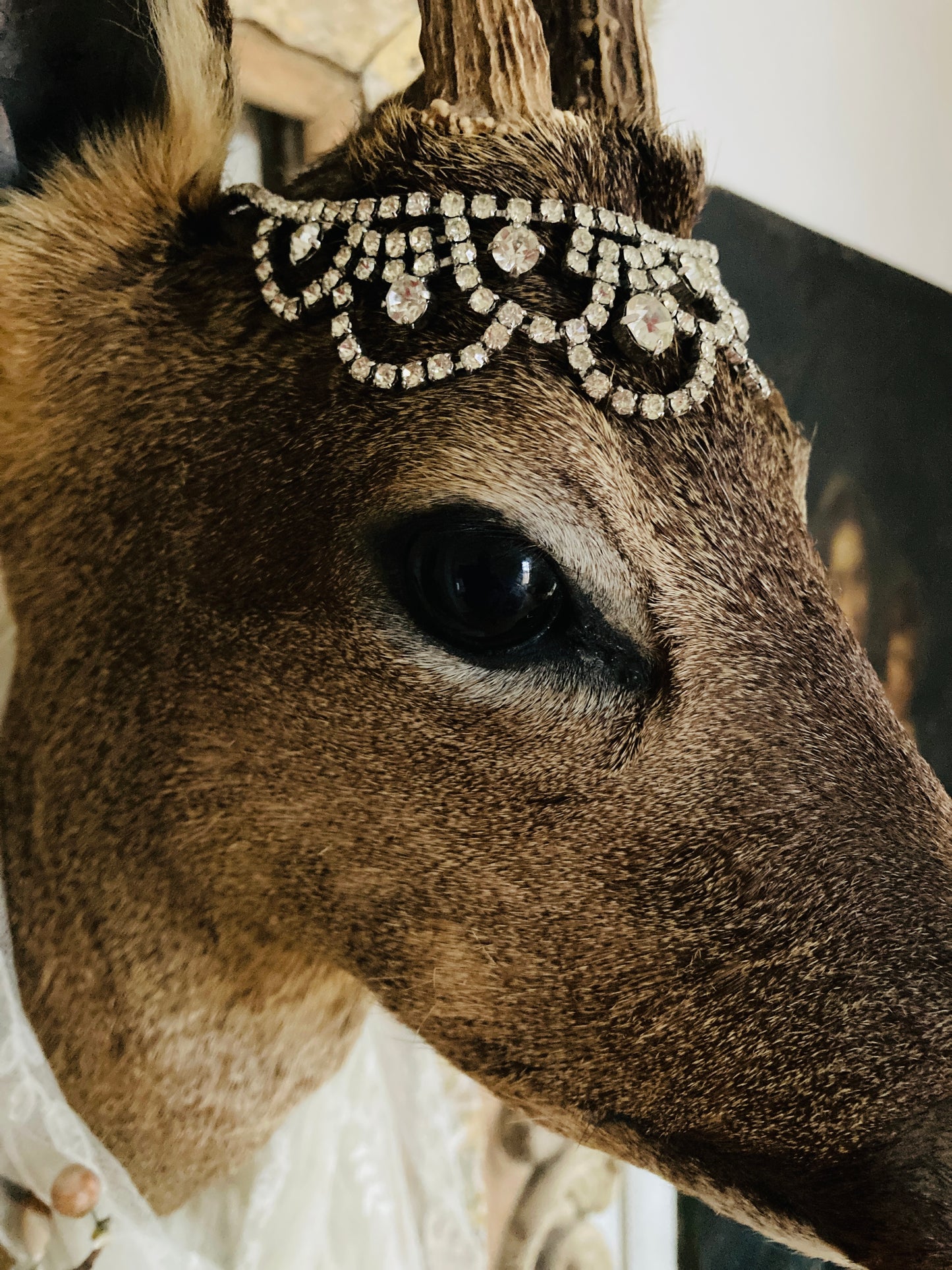 Charming French taxidermy deer.