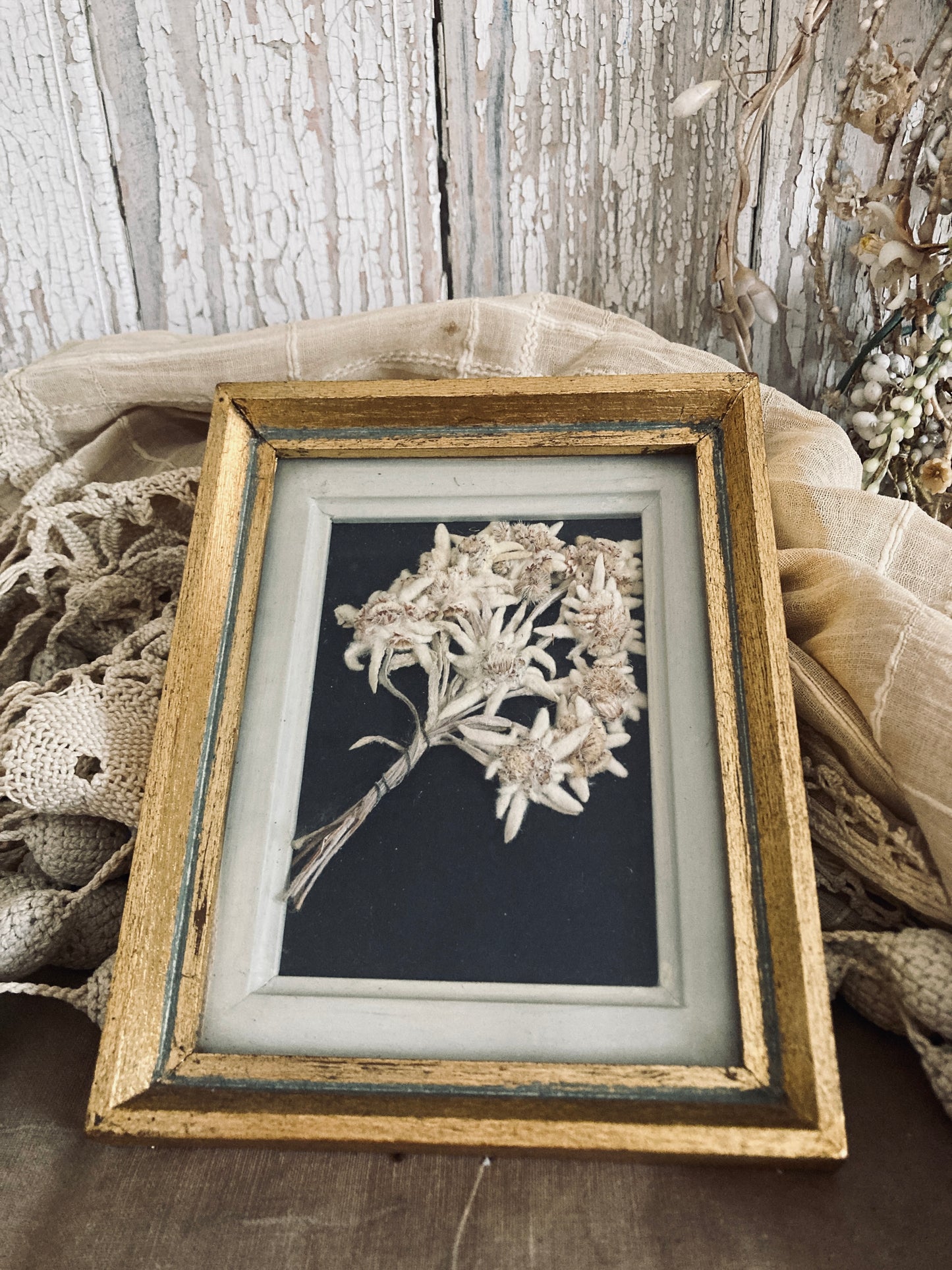 Framed Edelweiss