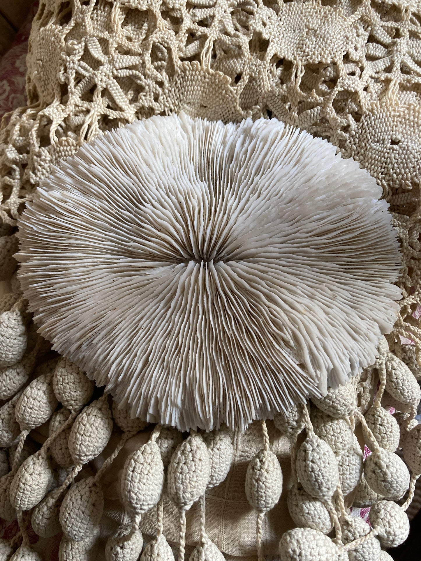 Stunning mushroom coral.