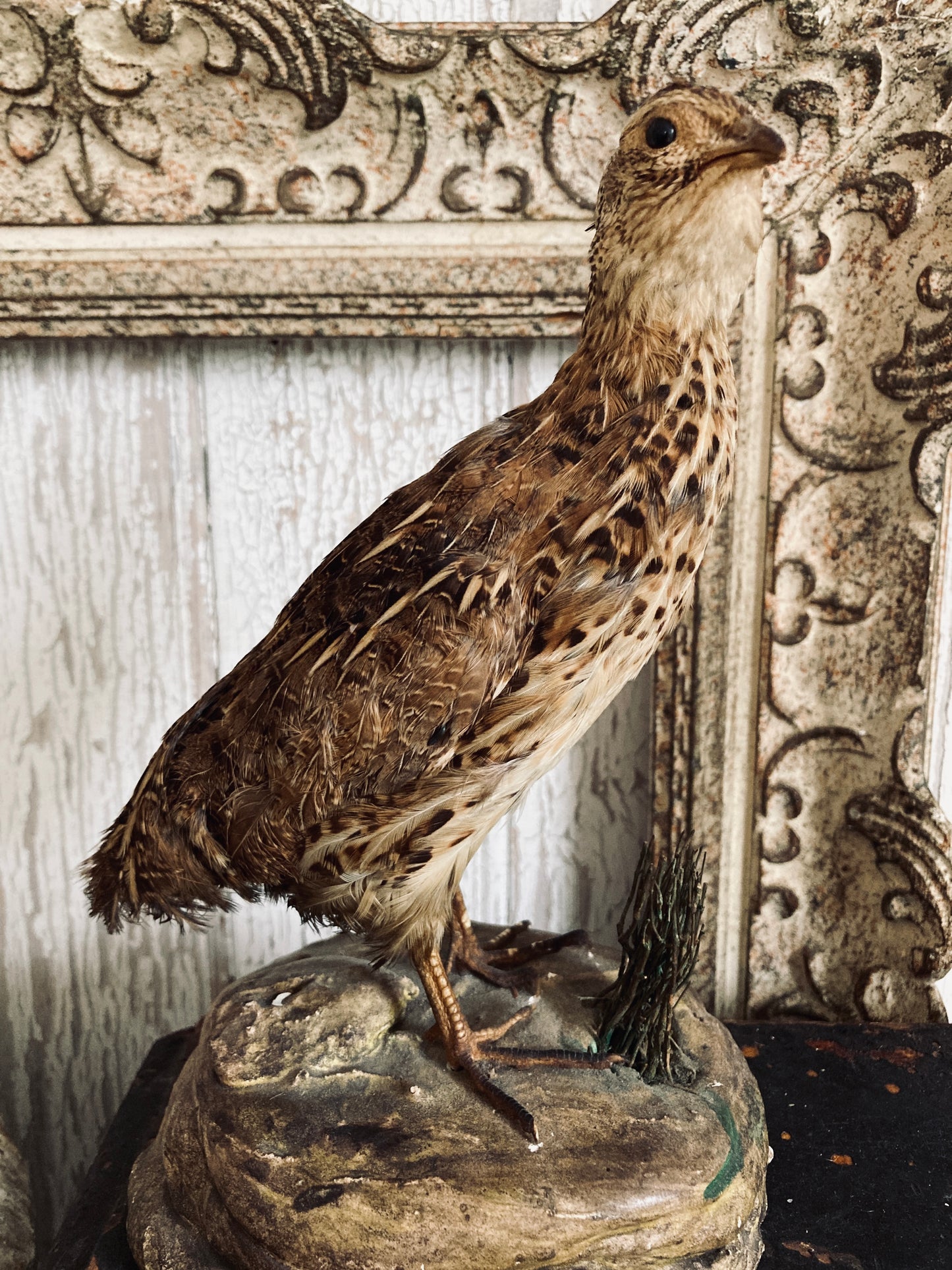 French Taxidermy