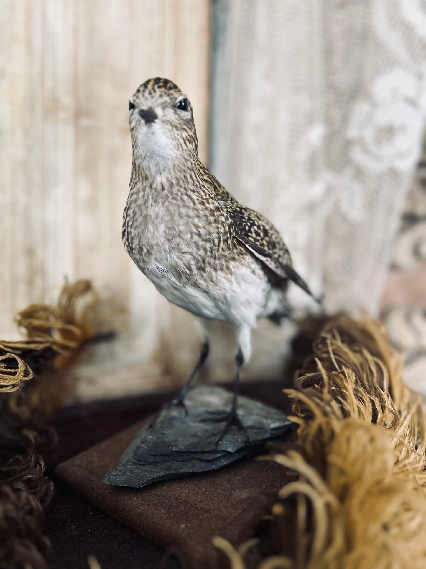 Taxidermy golden plover.