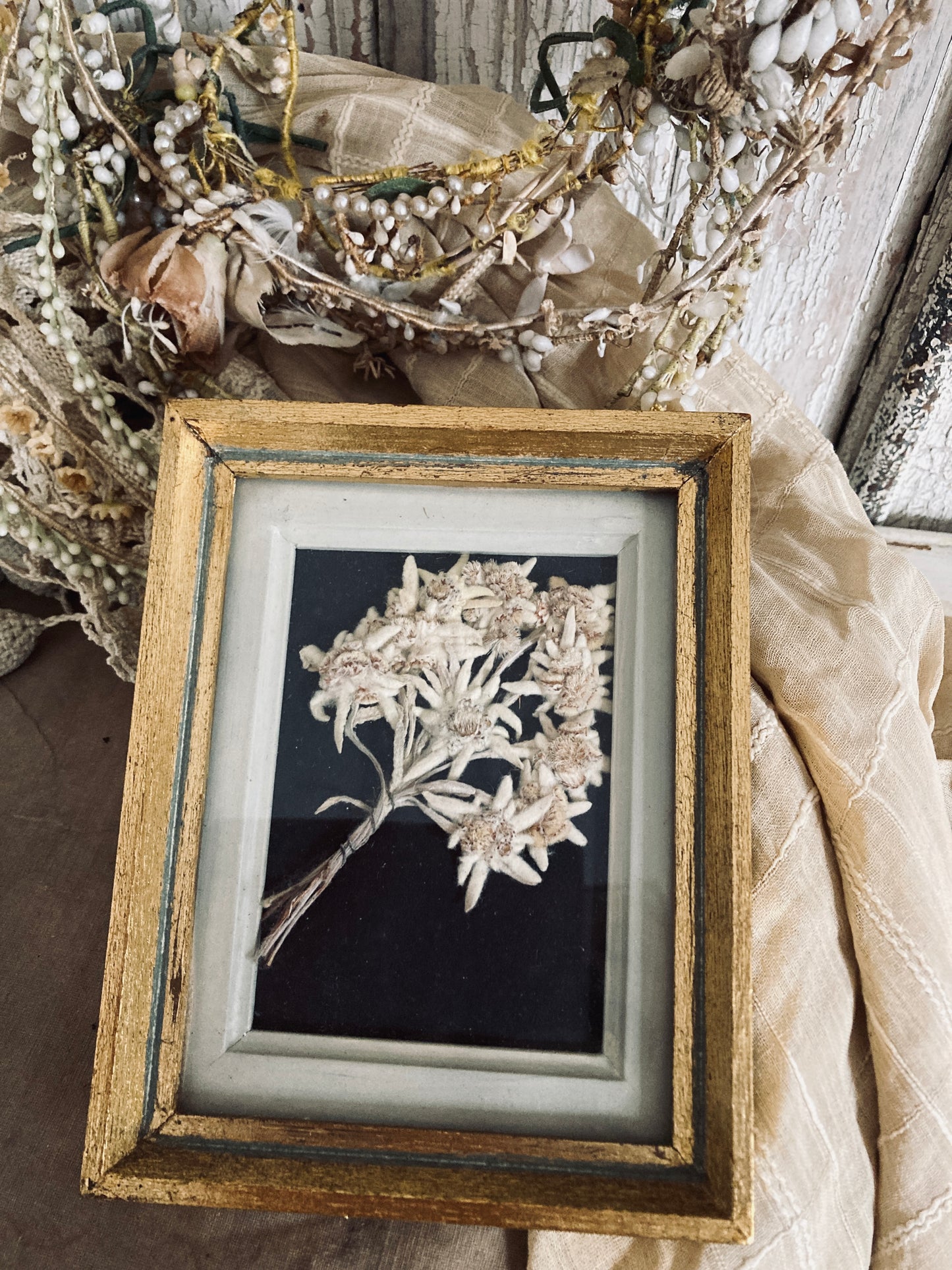 Framed Edelweiss