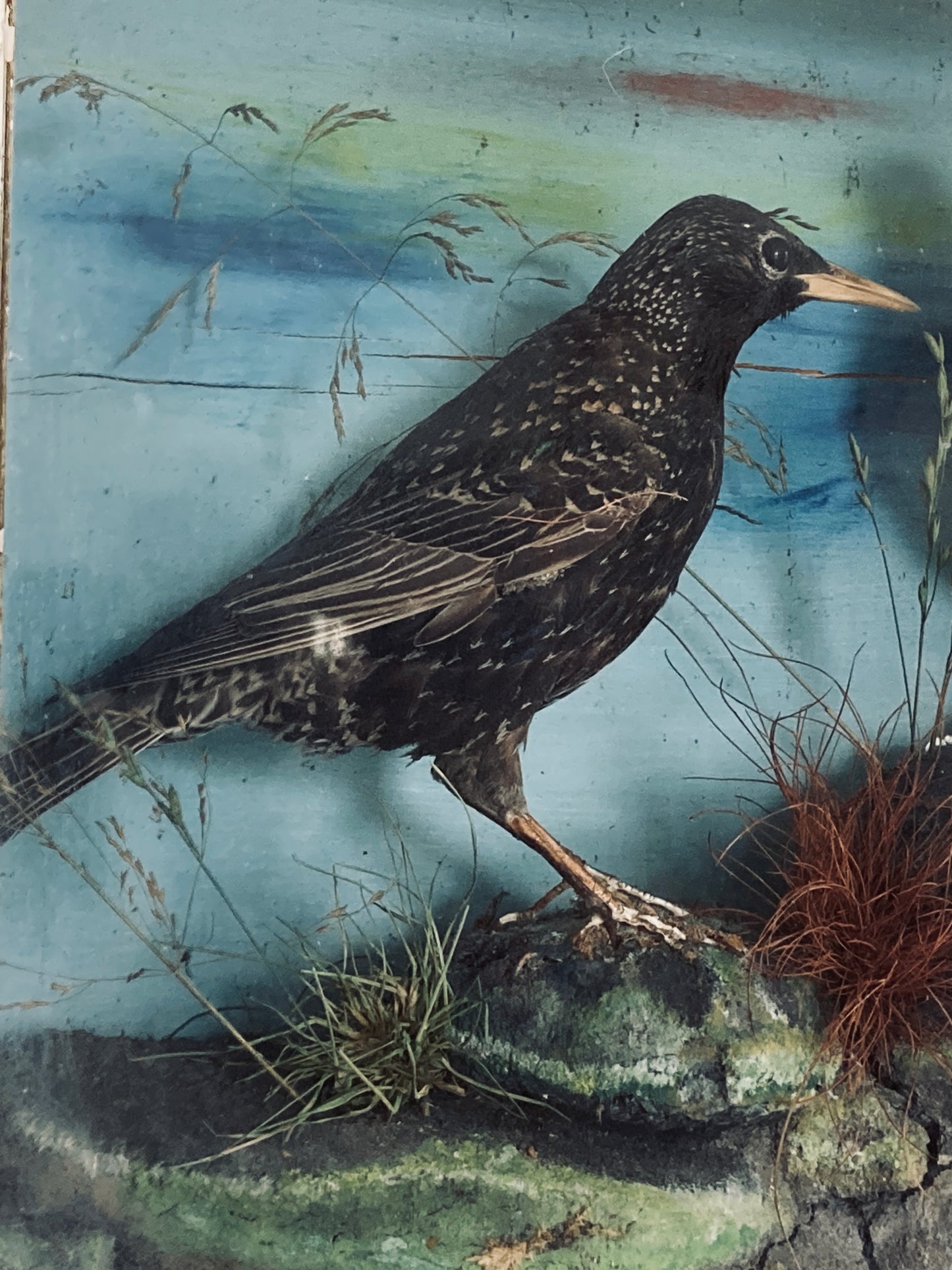 Victorian cased birds