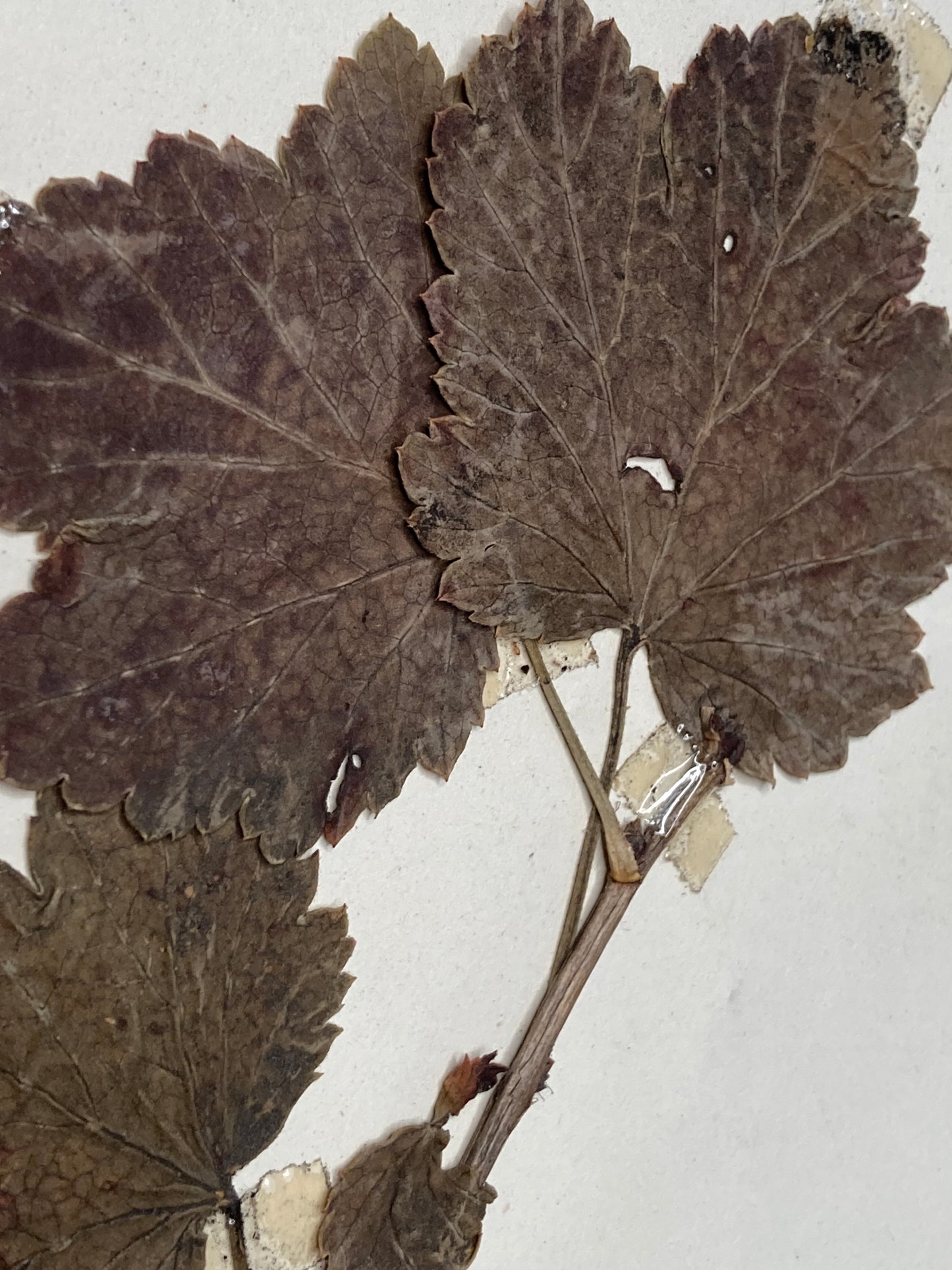 Herbier Famille des Grossulariees