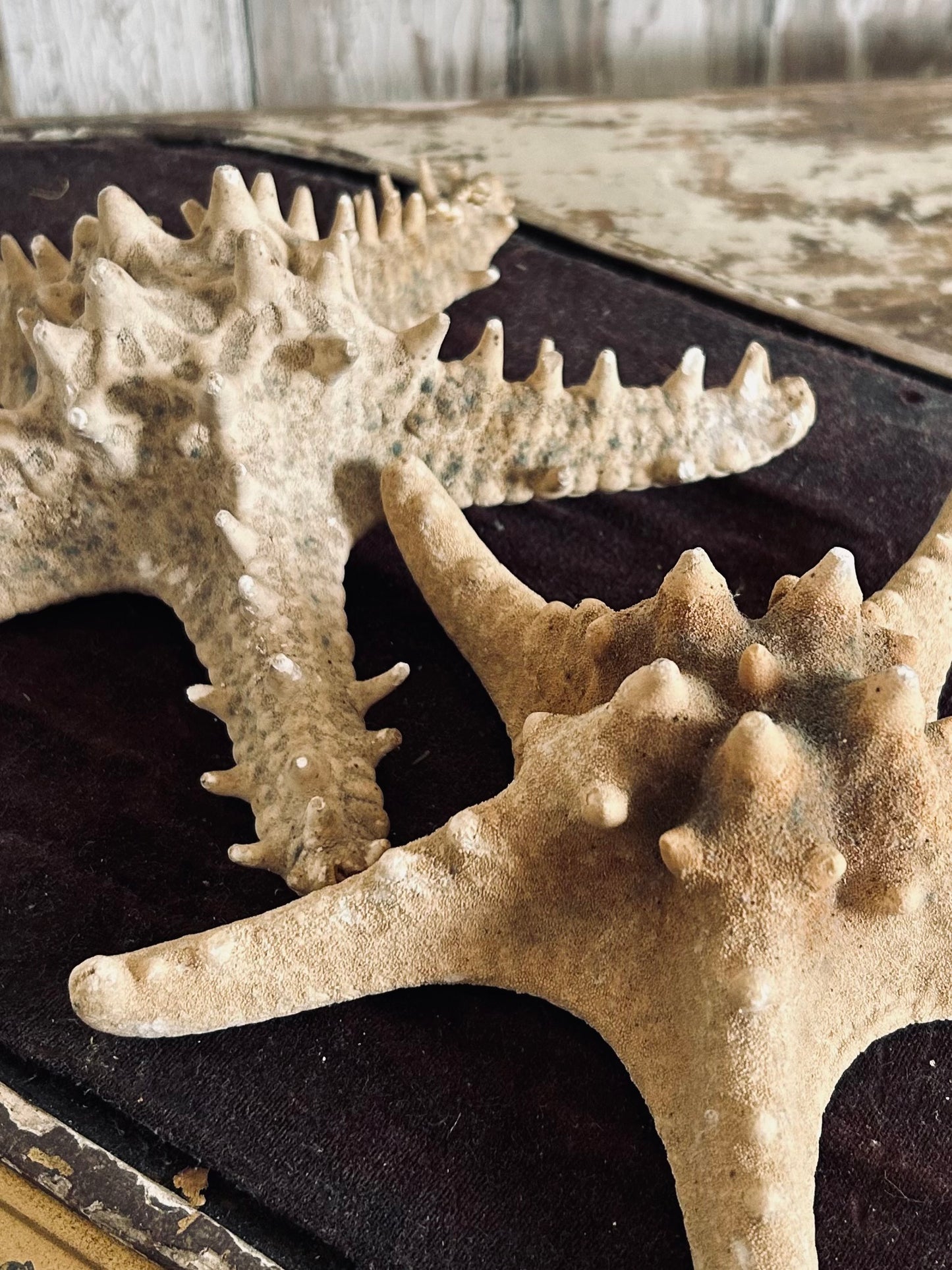 Starfish number 2